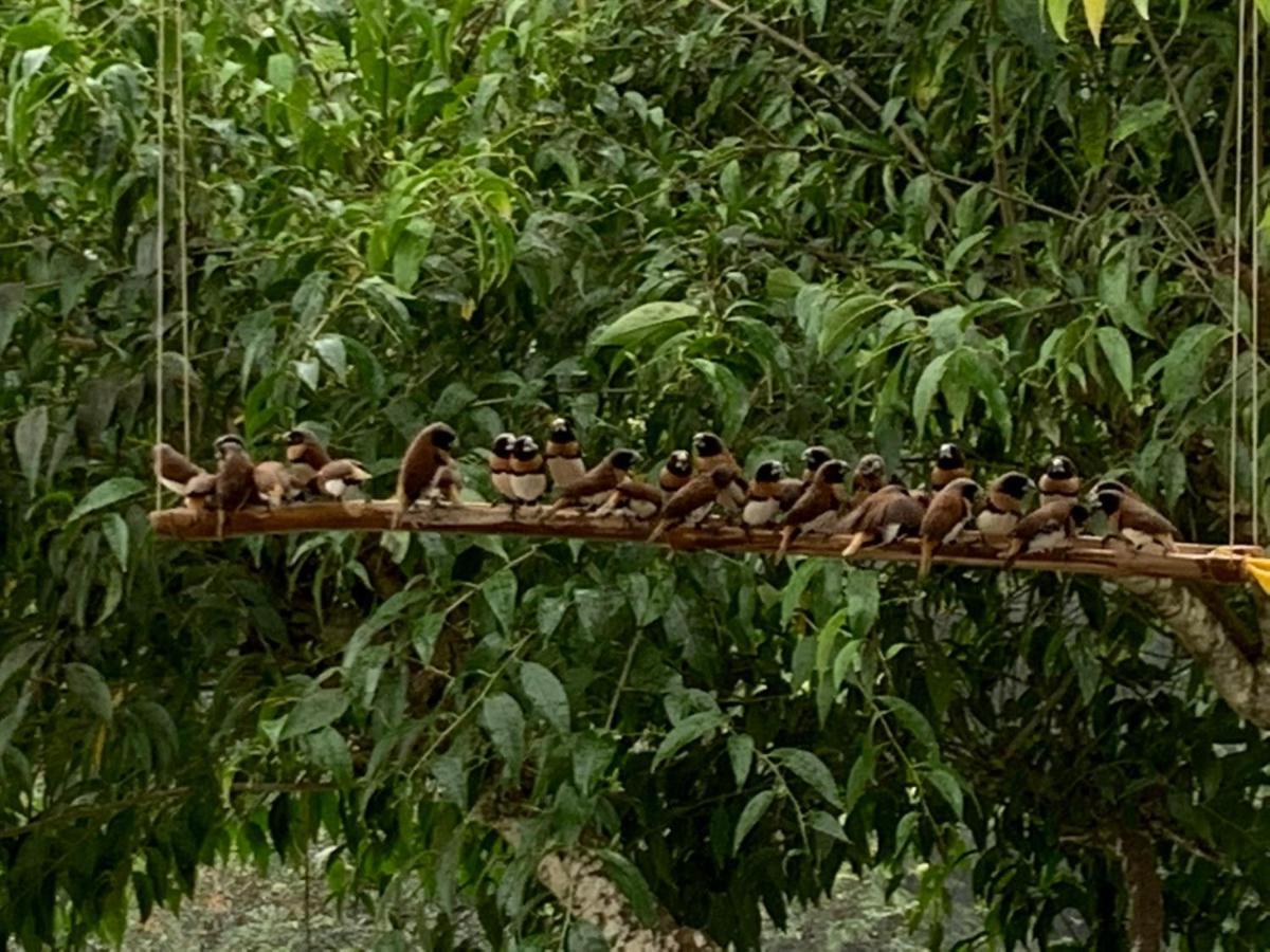 Fare Manatea 19 Villa Papeete  Bagian luar foto